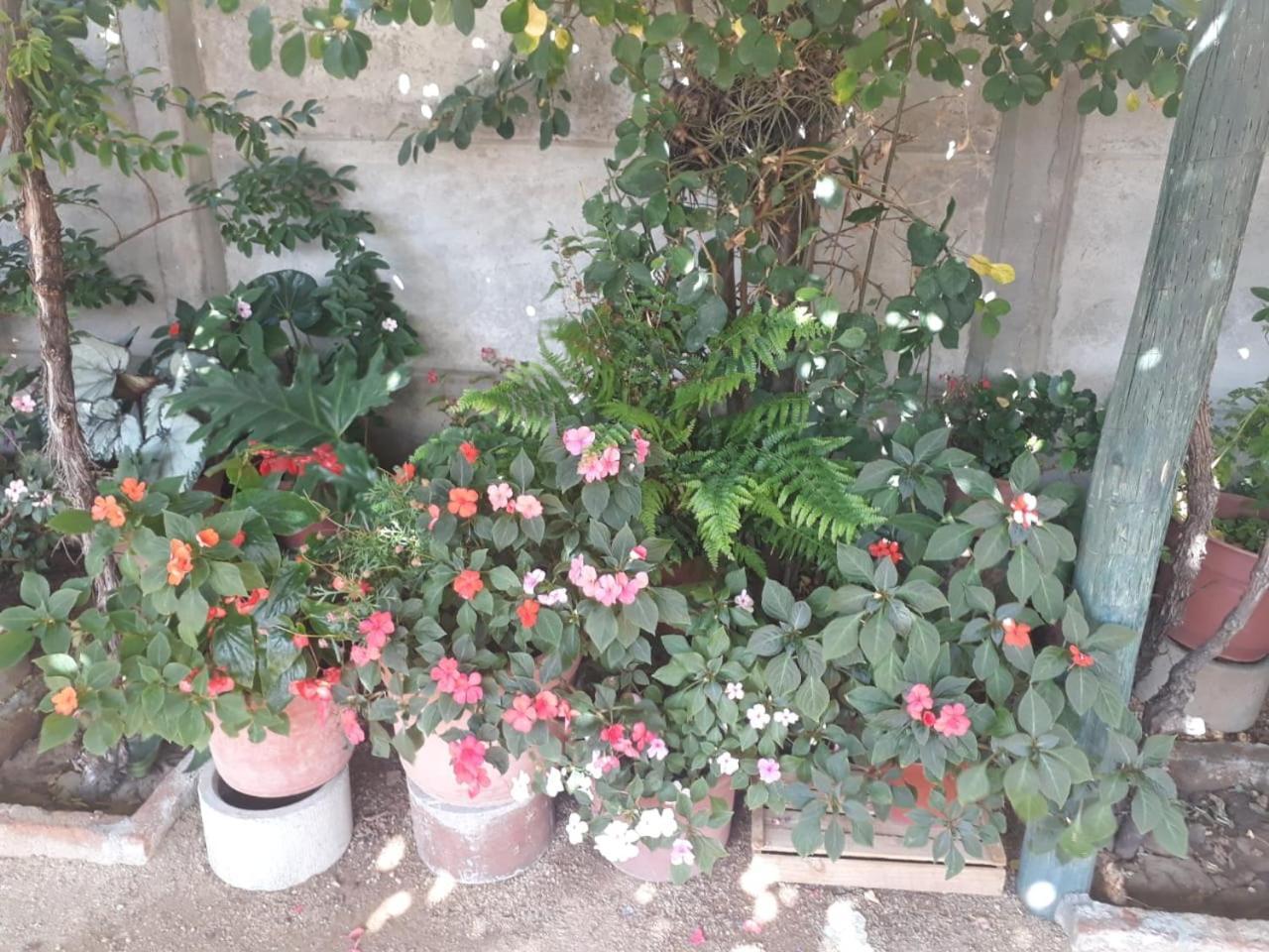 La Casa De Las Flores Lolol Dış mekan fotoğraf